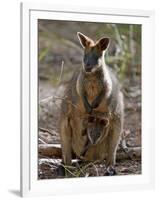 Victoria, A Wallaby and Her Joey on Phillip Island, Australia-Nigel Pavitt-Framed Photographic Print