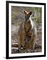 Victoria, A Wallaby and Her Joey on Phillip Island, Australia-Nigel Pavitt-Framed Photographic Print