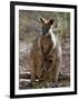 Victoria, A Wallaby and Her Joey on Phillip Island, Australia-Nigel Pavitt-Framed Photographic Print