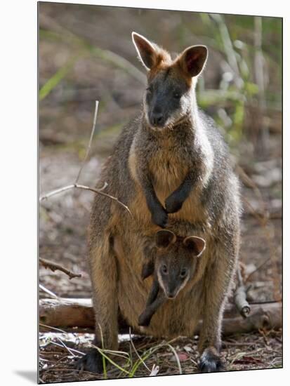Victoria, A Wallaby and Her Joey on Phillip Island, Australia-Nigel Pavitt-Mounted Photographic Print