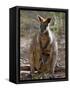 Victoria, A Wallaby and Her Joey on Phillip Island, Australia-Nigel Pavitt-Framed Stretched Canvas