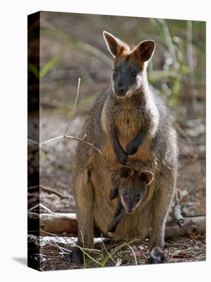 Victoria, A Wallaby and Her Joey on Phillip Island, Australia-Nigel Pavitt-Stretched Canvas