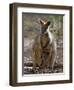 Victoria, A Wallaby and Her Joey on Phillip Island, Australia-Nigel Pavitt-Framed Photographic Print