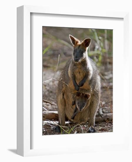 Victoria, A Wallaby and Her Joey on Phillip Island, Australia-Nigel Pavitt-Framed Photographic Print