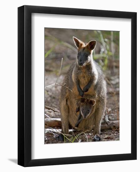 Victoria, A Wallaby and Her Joey on Phillip Island, Australia-Nigel Pavitt-Framed Premium Photographic Print