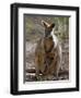 Victoria, A Wallaby and Her Joey on Phillip Island, Australia-Nigel Pavitt-Framed Premium Photographic Print