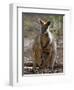 Victoria, A Wallaby and Her Joey on Phillip Island, Australia-Nigel Pavitt-Framed Premium Photographic Print