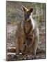 Victoria, A Wallaby and Her Joey on Phillip Island, Australia-Nigel Pavitt-Mounted Premium Photographic Print