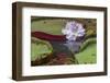 Victoria Amazonica Flower-Kelly Headrick-Framed Photographic Print