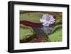 Victoria Amazonica Flower-Kelly Headrick-Framed Photographic Print