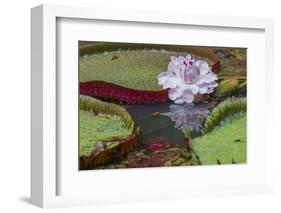 Victoria Amazonica Flower-Kelly Headrick-Framed Photographic Print