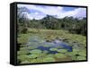 Victoria Amazonica (Giant Water-Lily), Parque Ecologico Do Janauary, Manaus, Amazonas, Brazil-Jane Sweeney-Framed Stretched Canvas