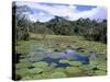 Victoria Amazonica (Giant Water-Lily), Parque Ecologico Do Janauary, Manaus, Amazonas, Brazil-Jane Sweeney-Stretched Canvas