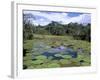 Victoria Amazonica (Giant Water-Lily), Parque Ecologico Do Janauary, Manaus, Amazonas, Brazil-Jane Sweeney-Framed Photographic Print