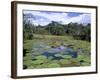 Victoria Amazonica (Giant Water-Lily), Parque Ecologico Do Janauary, Manaus, Amazonas, Brazil-Jane Sweeney-Framed Photographic Print