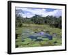 Victoria Amazonica (Giant Water-Lily), Parque Ecologico Do Janauary, Manaus, Amazonas, Brazil-Jane Sweeney-Framed Photographic Print