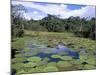 Victoria Amazonica (Giant Water-Lily), Parque Ecologico Do Janauary, Manaus, Amazonas, Brazil-Jane Sweeney-Mounted Photographic Print
