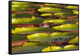 Victoria Amazonica Lily Pads on Rupununi River, Southern Guyana-Keren Su-Framed Stretched Canvas