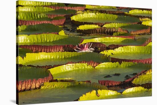 Victoria Amazonica Lily Pads on Rupununi River, Southern Guyana-Keren Su-Stretched Canvas