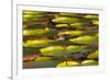 Victoria Amazonica Lily Pads on Rupununi River, Southern Guyana-Keren Su-Framed Photographic Print