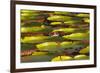 Victoria Amazonica Lily Pads on Rupununi River, Southern Guyana-Keren Su-Framed Photographic Print