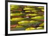 Victoria Amazonica Lily Pads on Rupununi River, Southern Guyana-Keren Su-Framed Photographic Print