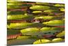 Victoria Amazonica Lily Pads on Rupununi River, Southern Guyana-Keren Su-Mounted Photographic Print