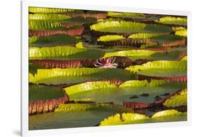 Victoria Amazonica Lily Pads on Rupununi River, Southern Guyana-Keren Su-Framed Photographic Print