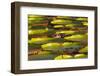 Victoria Amazonica Lily Pads on Rupununi River, Southern Guyana-Keren Su-Framed Photographic Print