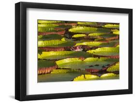 Victoria Amazonica Lily Pads on Rupununi River, Southern Guyana-Keren Su-Framed Photographic Print