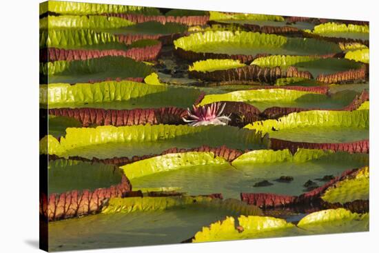 Victoria Amazonica Lily Pads on Rupununi River, Southern Guyana-Keren Su-Stretched Canvas