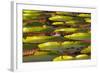 Victoria Amazonica Lily Pads on Rupununi River, Southern Guyana-Keren Su-Framed Photographic Print