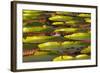 Victoria Amazonica Lily Pads on Rupununi River, Southern Guyana-Keren Su-Framed Photographic Print