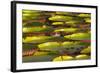 Victoria Amazonica Lily Pads on Rupununi River, Southern Guyana-Keren Su-Framed Photographic Print