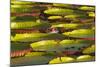 Victoria Amazonica Lily Pads on Rupununi River, Southern Guyana-Keren Su-Mounted Photographic Print