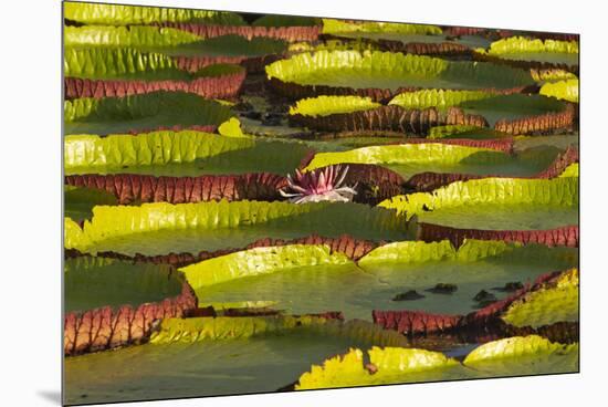 Victoria Amazonica Lily Pads on Rupununi River, Southern Guyana-Keren Su-Mounted Premium Photographic Print