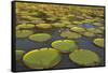 Victoria Amazonica Lily Pads on Rupununi River, Southern Guyana-Keren Su-Framed Stretched Canvas