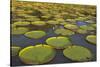 Victoria Amazonica Lily Pads on Rupununi River, Southern Guyana-Keren Su-Stretched Canvas