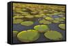 Victoria Amazonica Lily Pads on Rupununi River, Southern Guyana-Keren Su-Framed Stretched Canvas