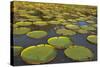 Victoria Amazonica Lily Pads on Rupununi River, Southern Guyana-Keren Su-Stretched Canvas