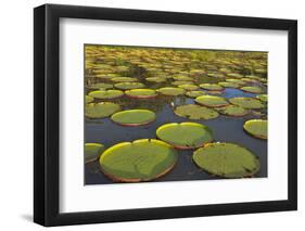 Victoria Amazonica Lily Pads on Rupununi River, Southern Guyana-Keren Su-Framed Photographic Print