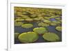 Victoria Amazonica Lily Pads on Rupununi River, Southern Guyana-Keren Su-Framed Photographic Print