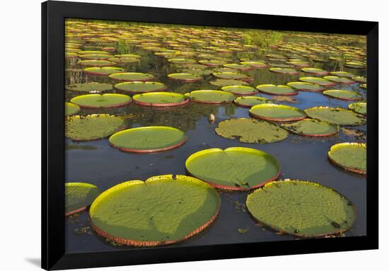 Victoria Amazonica Lily Pads on Rupununi River, Southern Guyana-Keren Su-Framed Photographic Print