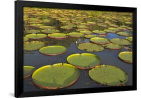 Victoria Amazonica Lily Pads on Rupununi River, Southern Guyana-Keren Su-Framed Photographic Print