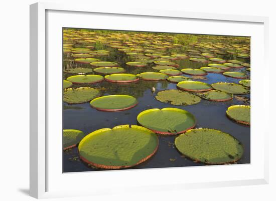 Victoria Amazonica Lily Pads on Rupununi River, Southern Guyana-Keren Su-Framed Photographic Print