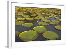 Victoria Amazonica Lily Pads on Rupununi River, Southern Guyana-Keren Su-Framed Photographic Print