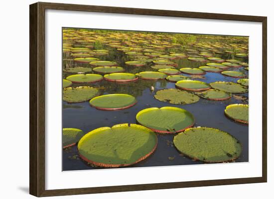 Victoria Amazonica Lily Pads on Rupununi River, Southern Guyana-Keren Su-Framed Photographic Print