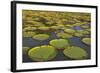 Victoria Amazonica Lily Pads on Rupununi River, Southern Guyana-Keren Su-Framed Photographic Print