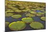 Victoria Amazonica Lily Pads on Rupununi River, Southern Guyana-Keren Su-Mounted Photographic Print