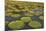 Victoria Amazonica Lily Pads on Rupununi River, Southern Guyana-Keren Su-Mounted Photographic Print